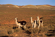 Llamas (Lama glama) Andes NW Argentina Laguna de Los Pozuelos NP