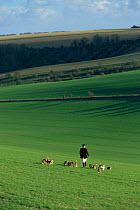 Beagling - hunting hares on the Wiltshire Downs wi beagles 1998