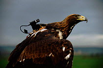Golden eagle with specially adapted video camera for filming in flight for BBC TV programme 'Eagle', 1997