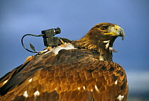 Golden eagle with specially adapted camera for filming 1997