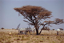 Arabian oryx (Oryx leucoryx). Yallooni Wildlife Reserve, Jiddat desert, Oman