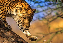 Leopard walking along tree trunk. Namibia. Captive animal