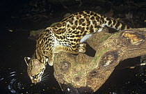 Margay (Felis wiedi) stretching down to drink, Panama, wild but habituated