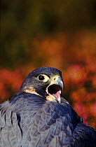 Peregrine falcon (Falco peregrinus) calling, Derbyshire UK