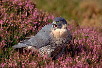 Peregrine falcon (Falco peregrinus) in heather. England, UK, Europe