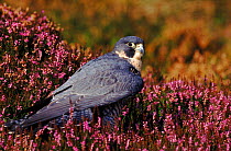 Peregrine falcon heather (Falco peregrinus) in heather. England, UK, Europe