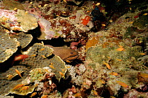 Giant moray eel in coral reef, Red Sea