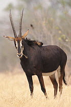 Sable antelope. Chobe, Botswana