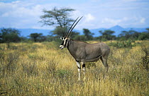 Beisa oryx (Oryx beisa) in grassland, Kenya