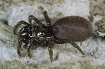Female spider (Atypus piceus) Germany