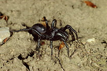 Male Atypus piceus spider, Germany