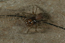 Spider juvenile (Atypus piceus) Germany