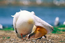 American white pelican regurgitates food for chick {Pelecanus erythrorhynchos} USA.