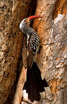Male Red billed hornbill at nest hole in tree, Botswana, Chobe NP.