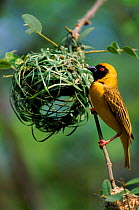 Male African masked weaver bird building nest, South Africa