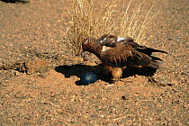 Black breasted buzzard using stone to break emu egg open.  Australia.  Captive