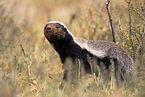 Ratel / Honey badger (Mellivora capensis) Kalahari Gemsbok NP, South Africa
