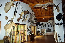 Trophy room, Klipspringer lodge, Nelspruit, South Africa