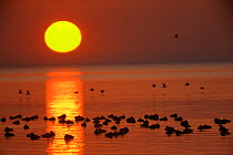 Trail of sunlight reflected on water at sunset with raft of roosting European pochard duck, Camargue, France