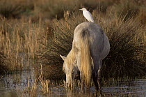 Wild horse (Equus caballus) grazing  with Cattle egret (Bubulcus ibis) perched on back. Camargue, France.