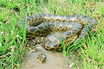 Yellow anaconda. (Eunectes notaeus) Argentina Ibera marshes NR
