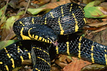 Mangrove snake in rainforest (Boiga dendrophila) Borneo Lanjak-Entimau WS, Sarawak
