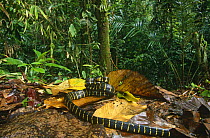 Mangrove snake in rainforest (Boiga dendrophila)  Lanjak-Entimau WS, Sarawak, Borneo
