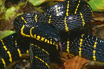 Close up of Mangrove snake in rainforest (Boiga dendrophila) Lanjak-Entimau WS, Sarawak, Borneo