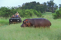 Tourists viewing Hippopotamus Malamala GR, South Africa