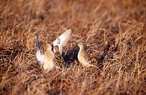 Male Buff breasted sandpiper {Tryngites subruficollis}displaying to two females, Alaska, USA