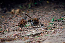 Dunnock male pecks female so she ejects sperm from previoius mating with another male; this male then mates with her. From BBC TV programme 'Life of Birds'