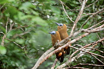 Two male capuchin birds at lek, Amazon Brazil