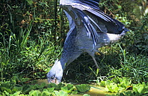 Shoebill / Whale headed stork (Balaeniceps rex) catching fish, Uganda, Captive, vulnerable species