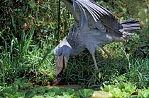 Shoebill stork catching fish (Balaeniceps rex) Uganda, captive
