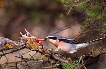 Great grey shrike with impaled mouse prey which it is dismembering  to feed to chicks. Spain