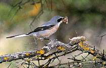Great grey shrike with  impaled prey (Lanius excubitor) dismembering mouse to feed to chicks, Spain