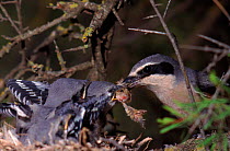 Great grey shrike feeding mouse prey to young, Spain