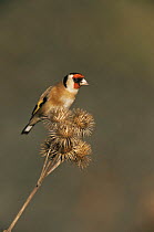 Goldfinch (Carduelis carduelis) perched on teazel head, Wilts, UK