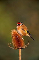 Goldfinch feeding on teazel head,  UK