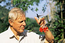 David Attenborough holding feeder with white throated hummingbirds flying to it, Brazil. On location for Life of Birds