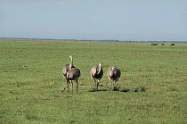 Common rheas, Argentina. Grassland