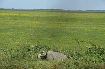 Common / Greater rhea (Rhea americana) on grassland, Argentina