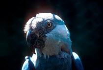Spix's macaw - Endangered species, Brazil  Amazonia