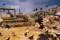 Black vultures (Coragyps atratus) scavenging on rubbish tip,  Brazil
