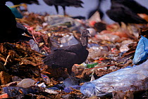 Black vultures scavenging on rubbish tip Brazil