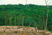 Black vultures scavenging on rubbish tip Manaus Brazil