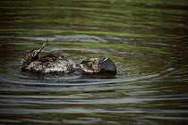Musk duck (Biziura lobata) male courtship display. Australia