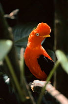 Male Andean cock of the rock (Rupicola peruvian) Peru, South America