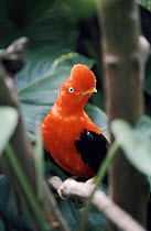 Male Andean Cock of the rock, Peru South America