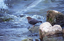 American dipper in stream (Cinclus mexicanus) Yellowstone NP, Wyoming, USA